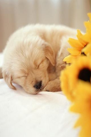 Cute Puppy Wallpapers截图2