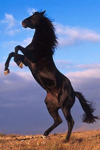 Horse Breeds Gallery截图1