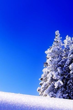 Wallpaper Winter截图