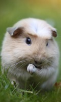 Guinea Pigs HD 截图2