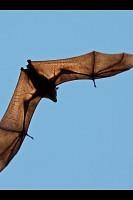 Creepy : Bats 截图1