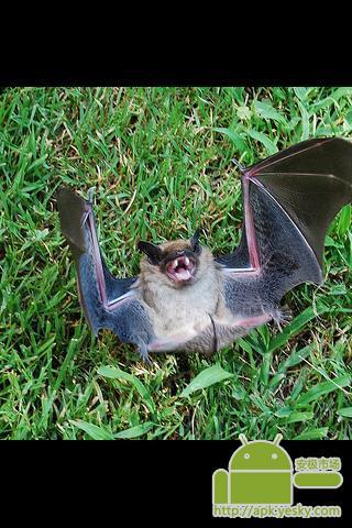 Creepy : Bats 截图3