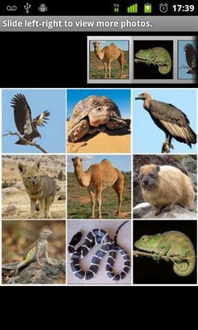 动物沙漠截图1