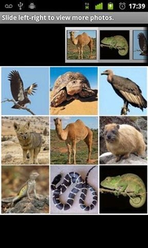 动物沙漠截图