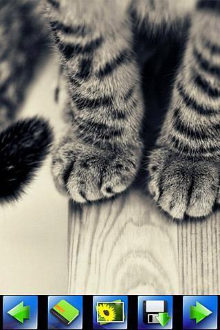 Cute cat wallpaper截图4