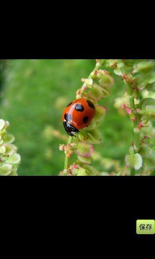 瓢虫壁纸 , Ladybug wallpaper截图3