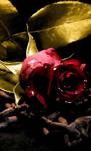 3D Roses Wallpaper截图3