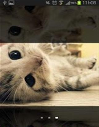 Baby Cat HD Live Wallpaper截图1