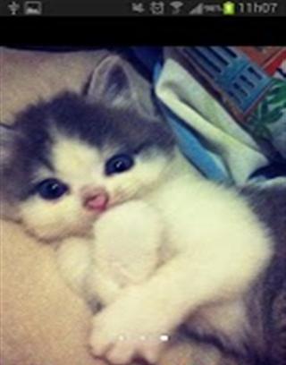 Baby Cat HD Live Wallpaper截图3