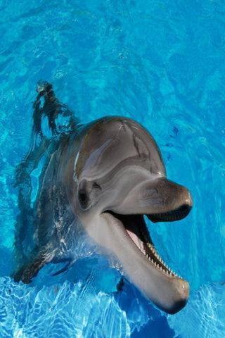 Dolphin wallpapers HD截图1