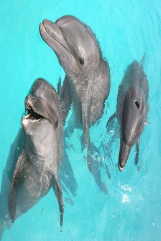 Dolphin wallpapers HD截图4