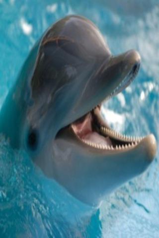 Dolphin wallpapers HD截图5