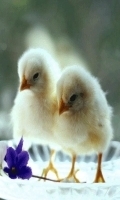 Baby Chickens Live Wallpaper 2截图1