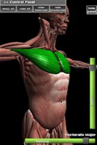 三维肌肉解剖截图1