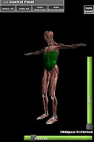 三维肌肉解剖截图