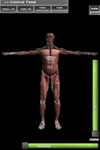 三维肌肉解剖截图3
