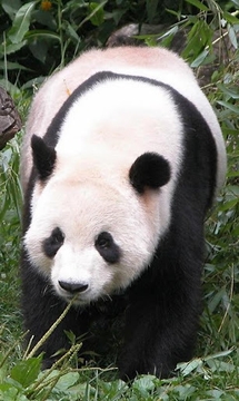 Kiss A Panda截图