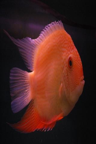 Breeding Tropical Fish截图4