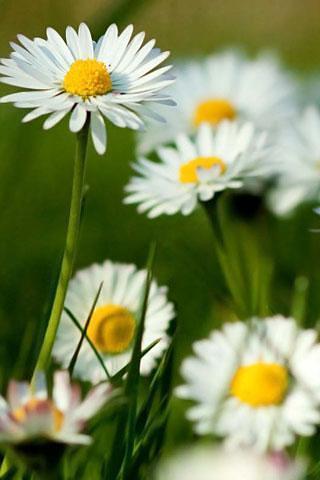 Spring Flower Theme Wallpaper截图2