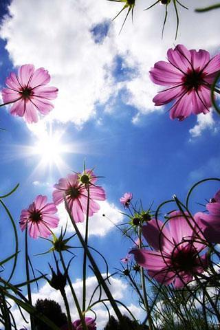 Spring Flower Theme Wallpaper截图3