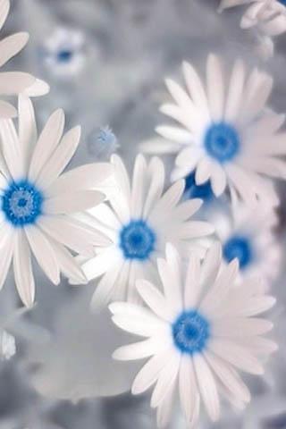 Spring Flower Theme Wallpaper截图5