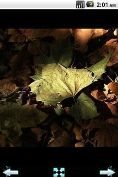 秋季世界摄影截图