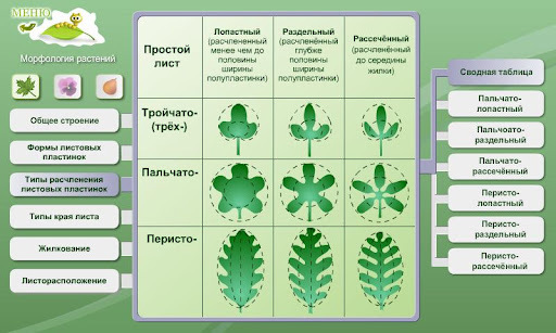 生物学 - 植物形态截图2