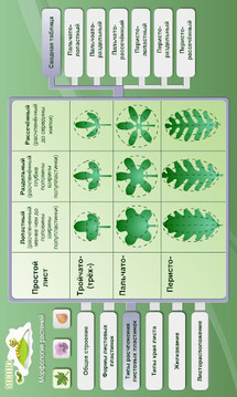 生物学 - 植物形态截图