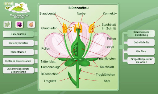 生物学 - 植物形态截图3