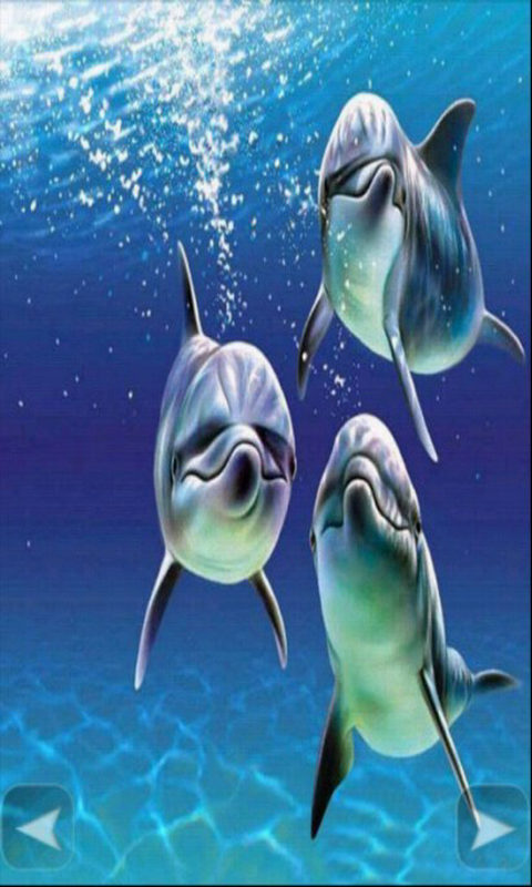 天籁声之海豚壁纸下载|天籁声之海豚壁纸手机
