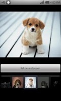 Beautiful dog wallpapers 0.53截图2