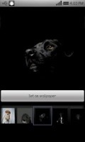 Beautiful dog wallpapers 0.53截图3