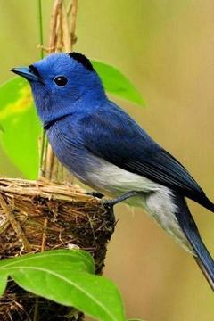 叫的好听的小型鸟 2_302164ad577250f21183ccc76ce1455b_234x360.jpg