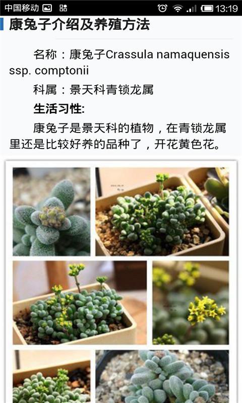 多肉植物养成记截图8