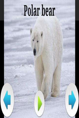 北极动物声音截图5