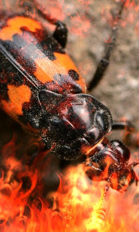 埋葬死亡的昆虫-绿豆动态壁纸截图3