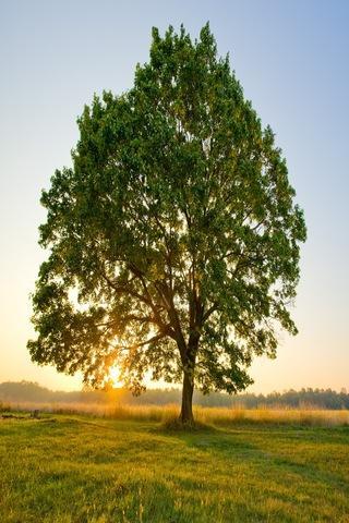 Tree wallpapers HD截图7