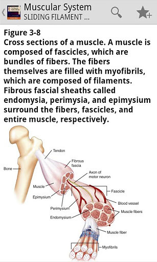 The Muscular System Manual截图1