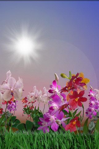 Orchids FREE截图7