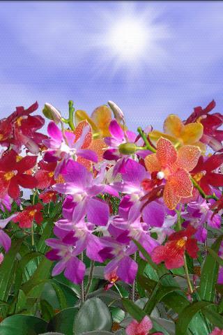 Orchids FREE截图8