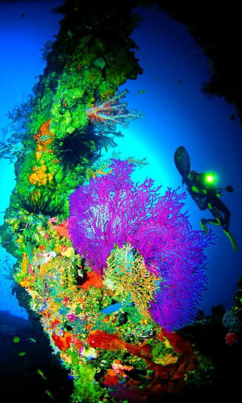 珊瑚海-绿豆动态壁纸截图1