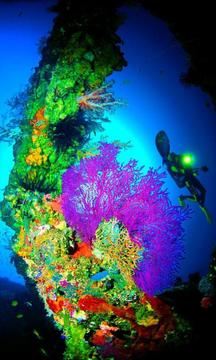 珊瑚海-绿豆动态壁纸截图