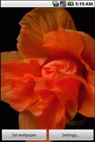 wallpaper orange flower截图1