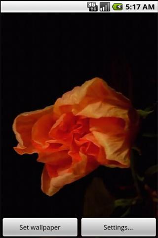 wallpaper orange flower截图2