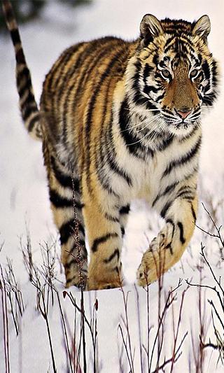 Wild Life Live Wallpaper...截图1