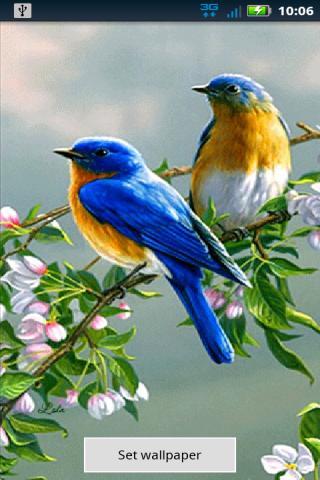 Blue Birds Live Wallpaper截图2