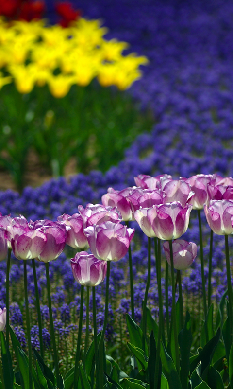 Japanese Flowers HD Wallpapers截图4