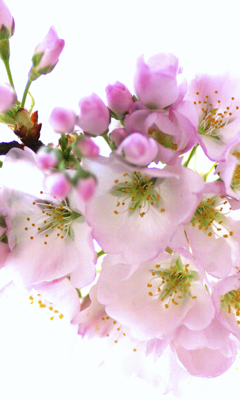 Japanese Flowers HD Wallpapers截图3