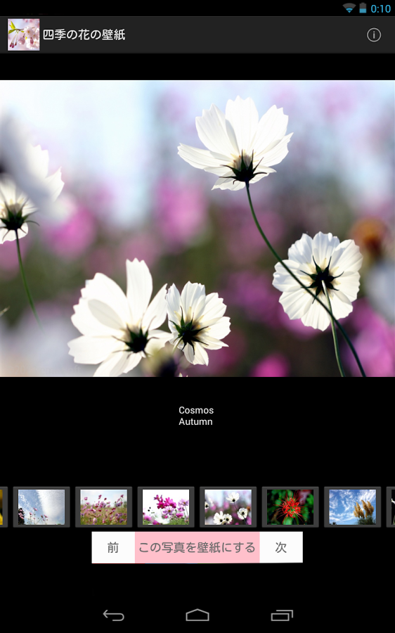 Japanese Flowers HD Wallpapers截图1