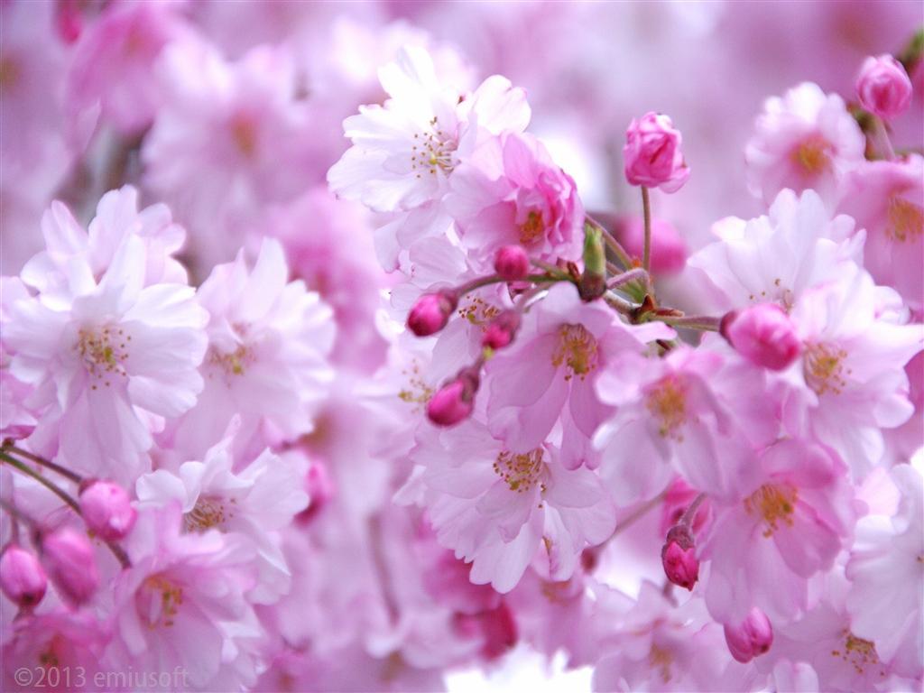 Japanese Flowers HD Wallpapers截图6